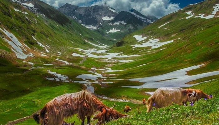 goat are eating the grass at mountains